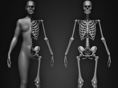 Female Human Skeleton 3D Model anatomy human skeleton zbrushart