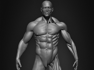 Male Human Muscles 3D Model anatomy human male muscles skeleton zbrushart