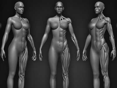 Female Human Muscles 3D Model anatomy female girl human muscles woman zbrushart