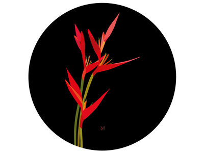 Illustration 'Heliconias' art draw flowers graphic graphic art graphic design graphic illustration heliconia illustration illustrator picture plants