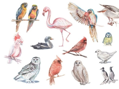 Watercolor birds design graphic design illustration