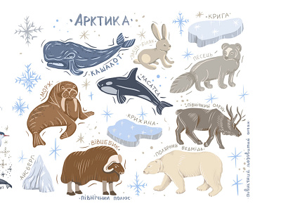 Nordic cute animals design graphic design illustration vector