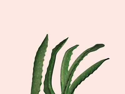 Aloe