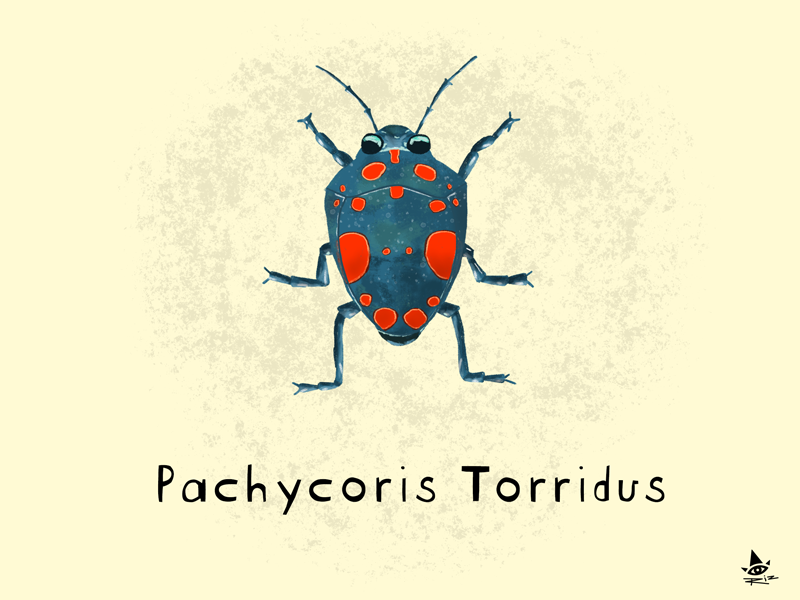 Day 24 - Pachycoris Torridus nature illustration jewel bug pachycoris torridus insect bug