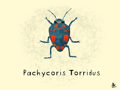 Day 24 - Pachycoris Torridus