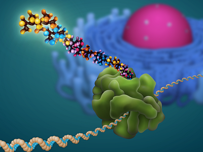 Inside the Cell: Signal Peptide and Endoplasmic Reticulum