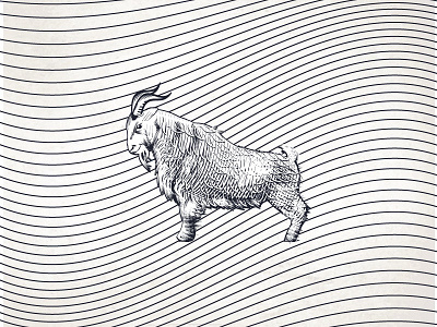 Goat animal goat horn line scratchboard vintage