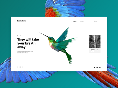 Destinations - Screens II animals birds exhibition fly interface learning nature sky ui web