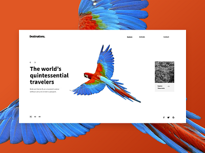 Destinations - Screens III animals birds exhibition fly interface learning nature sky ui web