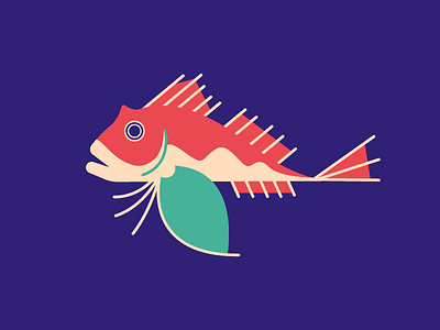 Red Gurnard art fish gillustrations illustration red gurnard