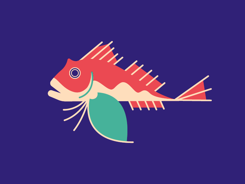 Red Gurnard by Jodi Lee Carlson on Dribbble