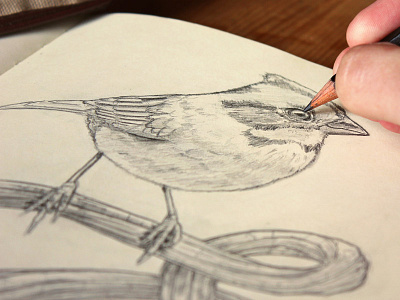 Bird... bird branch lettering paper pencil sketch wood