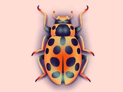 Little lady beetle bug illustration insect lady nature texture