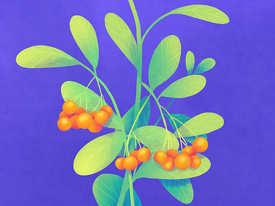 Berries berries berry drawing green illustration nature plant purple texture