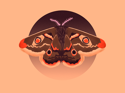 symmetry bug digital art illustration moth