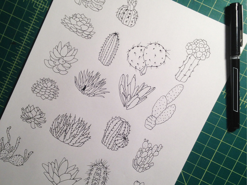 Succulents cacti desert drawing illustration julieta felix plants green hand-drawn cactus succulents ink wip