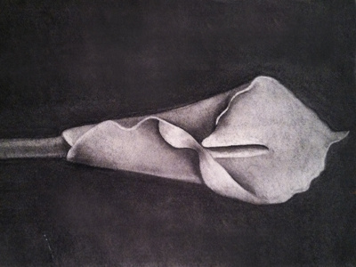 ::: Arum ::: black black and white blackboard chalk charcoal contrast drawing gray hand drawn illustration julieta felix nature white