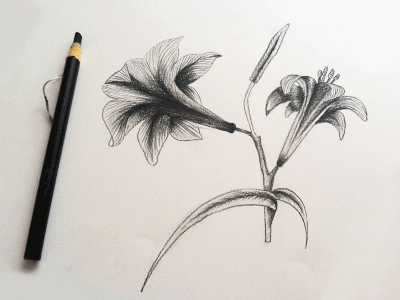 Flower Sketches (.gif) charcoal drawing flower gif hermosillo julieta felix mexico nature rose sketch tattoo