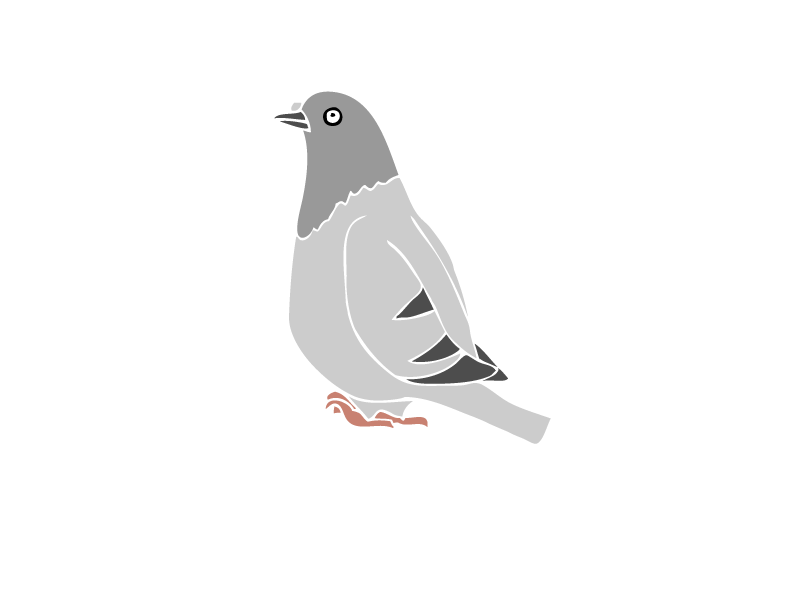 Pigeon animated animation bird blink gif illustration pigeon