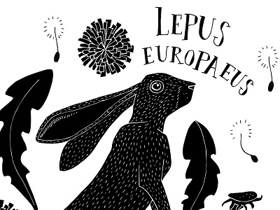 Lepus Europaeus adventure animal dandelion flowers hare illustration lettering nature outdoors typography wild wildlife