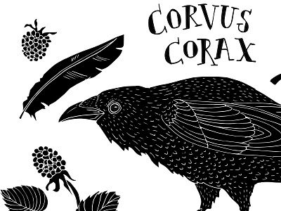 Corvus Corax feather illustrated illustration leaves nature outdoors raven wild wildlife