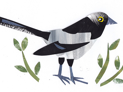 Magpie bird collage gradient hand drawn illustrated illustration nature texture wildlife