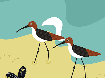 Dutch islands beach birds editorial environment illustration illustrator island nature sea wildlife