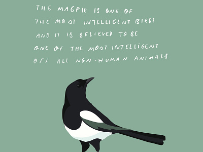Magpie facts I bird bird illustration fact garden birds handlettering illustration illustrator info design nature nature illustration vector