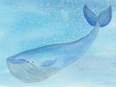 Whale aquarel blue hand drawn handdrawn illustration illustrations marine paint sea whale