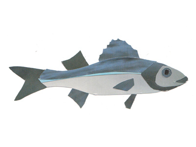 Sea Bass collage fish grey illustrated illustration nature sea sea bass water