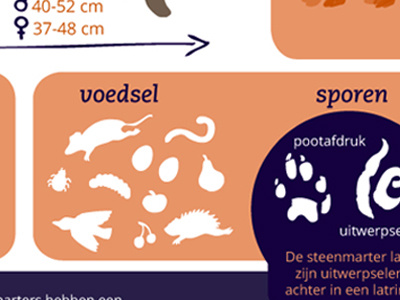 Beech Marten beech marten biology illustrated illustration infographic marten nature outdoor outdoors