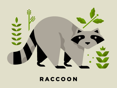 Raccoon animal geometric illustration minimal raccoon squiggle