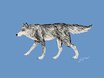 Wild Wolf animals digital art illustration procreate wolf
