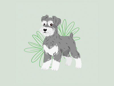 Doggust 2020 | Miniature Schnauzer