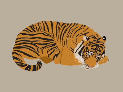 Sleeping Tiger illustration procreate tiger