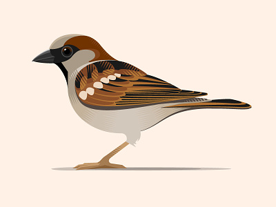 House Sparrow animal bird vector wildlife