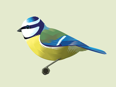 Blue Tit animal bird vector wildlife