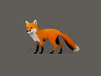 Wildlife Poster - Red Fox animal fox vector wildlife