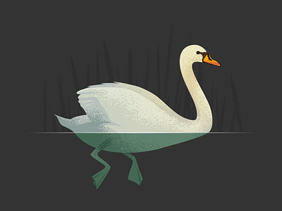 Wildlife Poster - Mute Swan animal bird swan vector wildlife