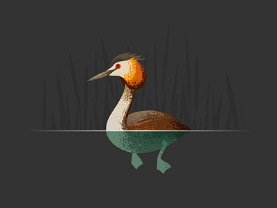 Wildlife Poster - Great Crested Grebe