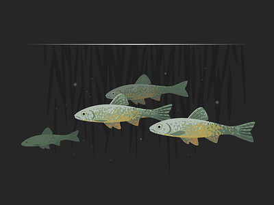 Wildlife Poster - Dace shoal animal dace fish freshwater vector wildlife