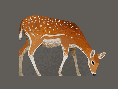 Wildlife Poster - Fallow Deer animal deer fallow vector wildlife