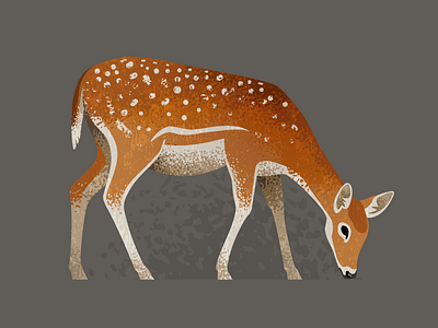 Wildlife Poster - Fallow Deer