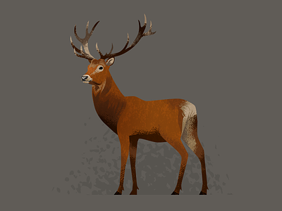 Wildlife Poster - Red Deer animal deer red vector wildlife