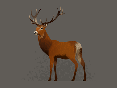 Wildlife Poster - Red Deer