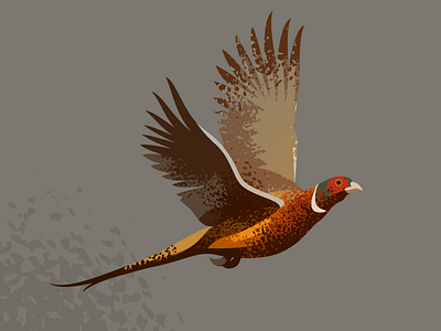 Wildlife Poster - Common Pheasent animal bird pheasent vector wildlife