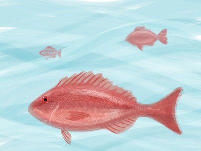 Somethin' Fishy - Vermilion Snapper adobe aquatic fish fishy fresco illustration just for fun marine life snapper