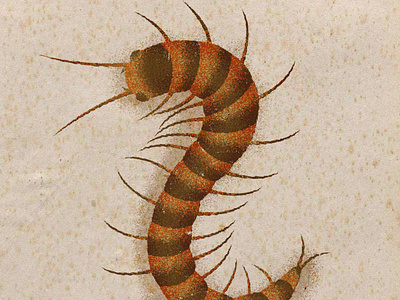 Centipede centipede gouache illustration insect vector