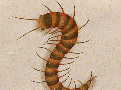 Centipede