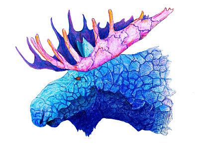 Cracked Moose animals colored pencil moose